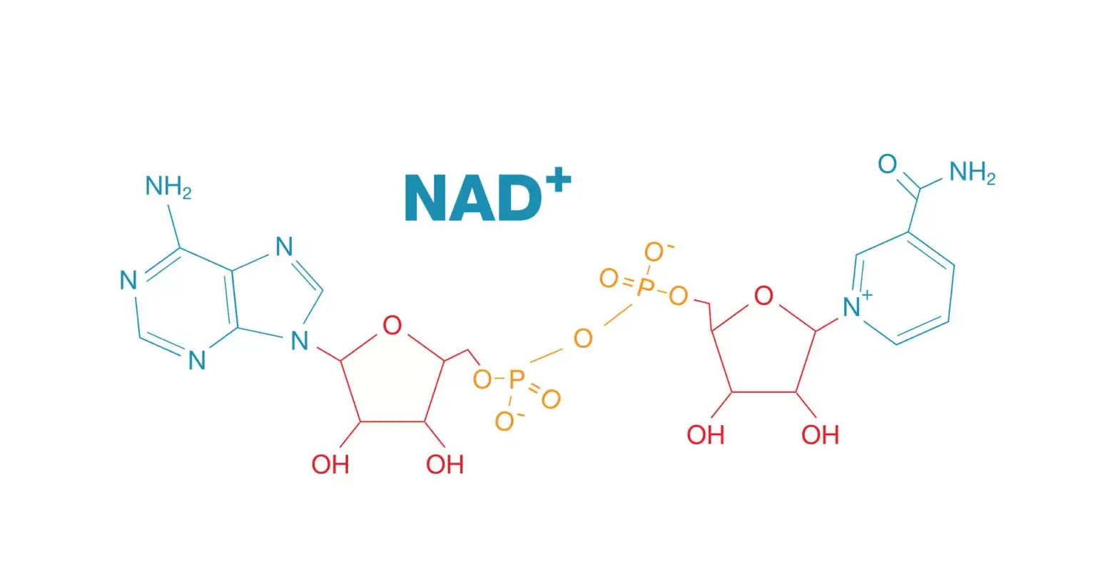 NAD+ Testing Using Dried Blood Spot (DBS): The Cellular Biomarker for Longevity